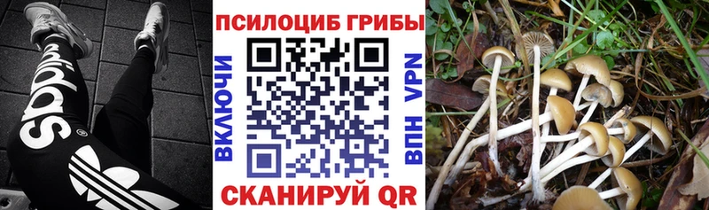 закладка  Назарово  Псилоцибиновые грибы Cubensis 